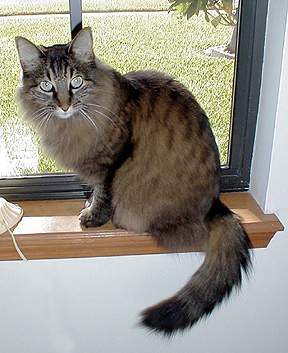 Nicky on the lookout