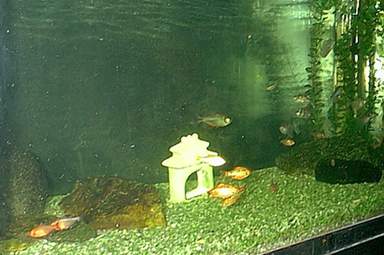 The Bobs with their new pals