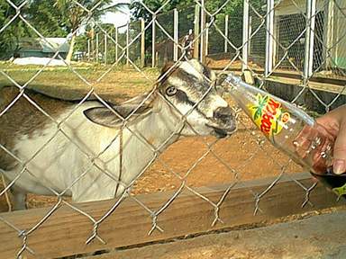 Utila got your goat?