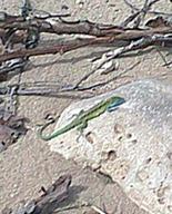 Shaky Paw lizard