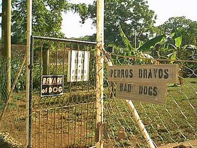 Bad Dogs!!!