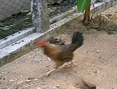 Why did the chicken...