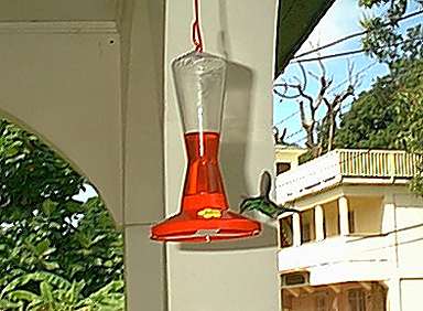 Hummingbird