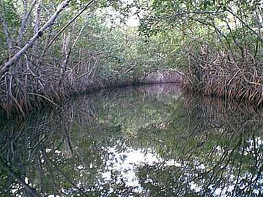River to Big Bight Pond